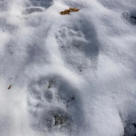 Semesterbostad V Prirode